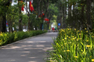 Những tuyến phố rợp bóng cây xanh làm đẹp Thủ đô