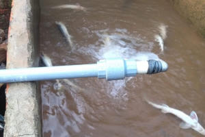 Lâm Đồng: Hồ cá Tầm hàng tỉ đồng nhiều lần bị đầu độc bằng thuốc trừ sâu