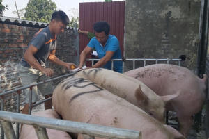 Tin kinh tế 6AM: Giá heo hơi trên đà tăng không thể "cưỡng lại"; Lộ diện thiết kế mới nhất của của iPhone 12