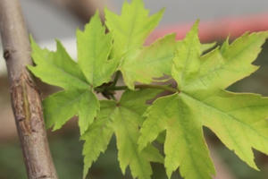 Ngắm hàng phong xanh mướt "căng tràn nhựa sống"