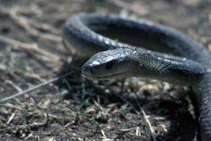 Rắn cắn chồng, chồng cắn vợ để... cùng chết