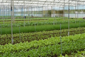 Nông dân chính hiệu trồng rau sạch trong nhà kính