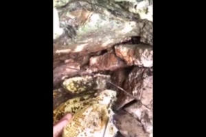 Chàng trai thọc tay khe đá lấy 6kg mật ong Chàng trai thọc tay khe đá lấy 6kg mật ong