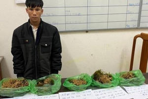 Tóm gọn đối tượng thực hiện hàng loạt vụ trộm sâm Ngọc Linh