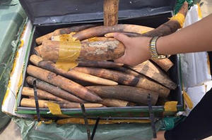 Hà Nội: Bắt giữ 309kg ngà động vật tại sân bay Nội Bài