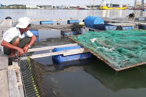 Bản tin Audio Pháp luật ngày 8/5: Hàng chục tấn cá nuôi trên sông chết hàng loạt chưa rõ nguyên nhân Bản tin Audio Pháp luật ngày 8/5: Hàng chục tấn cá nuôi trên sông chết hàng loạt chưa rõ nguyên nhân