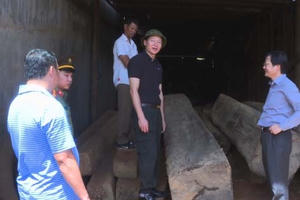 Đắk Lắk: Phát hiện số lượng lớn gỗ không rõ nguồn gốc trong xưởng Đắk Lắk: Phát hiện số lượng lớn gỗ không rõ nguồn gốc trong xưởng