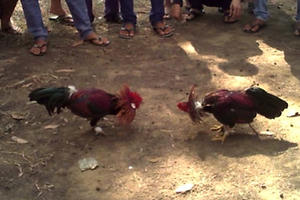 Phát hiện nhóm người tham gia cá cược bằng hình thức đá gà