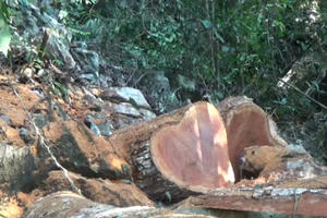 Tuyên Quang: Một tuần bắt 2 vụ vận chuyển gỗ nghiến trái phép