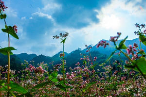 Vi vu Hà Giang ngắm mùa hoa tam giác mạch nở đẹp ngất ngây