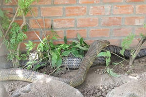 Bắt cặp rắn hổ mây 'khủng' nặng 60kg, dài 7m trên núi Cấm