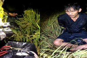 An Giang: Phát hiện, bắt giữ 2.500 bao thuốc lá lậu trên cách đồng biên giới