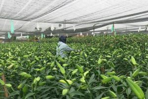 Hoa Tết lao đao vì mùa đông bất thường