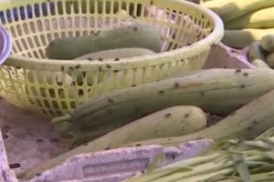 Dịch ruồi làm đảo lộn cuộc sống người dân Cần Thơ