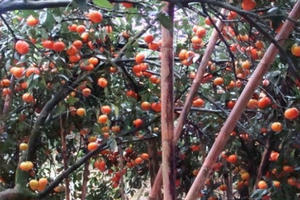 Yên Bái: Đã mắt, căng bụng khi lạc vào “vườn cam khổng lồ”