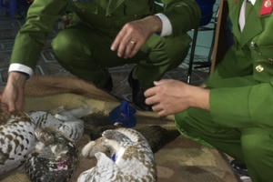 Hà Nam: Phát hiện vụ vận chuyển 10 cá thể tê tê trái phép