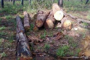 Vụ bị cáo kêu oan ở Lâm Đồng: "Lộ” dấu hiệu biên bản bị làm giả?