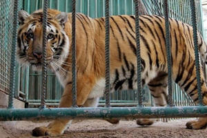 Chuyện buồn sau tour du lịch ngắm động vật hoang dã Chuyện buồn sau tour du lịch ngắm động vật hoang dã