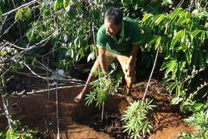 Phát hiện hơn 100 cây cần sa trong rẫy cà phê của người dân