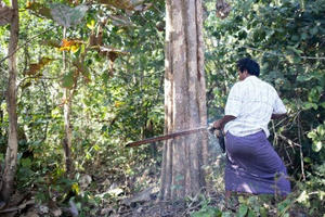 Myanmar: Gian nan cuộc chiến chống...cưa máy