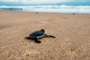 Rùa biển xuất hiện trở lại tại bờ biển Thái Lan