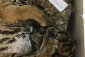 Dùng ô tô vận chuyển thuê xác 5 “chúa sơn lâm” thì bị bắt giữ