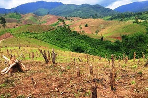 Đốt hàng trăm quả đồi đổi lấy... vài tấn thóc Đốt hàng trăm quả đồi đổi lấy... vài tấn thóc