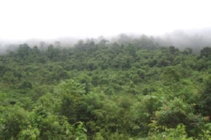 Đóng cửa rừng, chặn “luật rừng”!