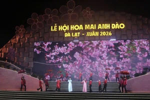 Đà Lạt rực rỡ sắc xuân: Khai mạc Lễ hội hoa mai anh đào 2026
