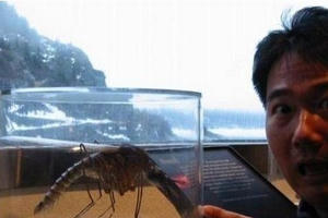 Khó tin với những "quái vật" khổng lồ này nếu không tận mắt thấy