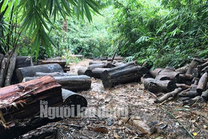 Phó Thủ tướng chỉ đạo điều tra làm rõ vụ phá rừng ở Lâm Đồng