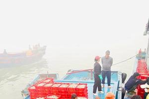 Ngư dân Nghệ An đón "lộc biển" đầu năm