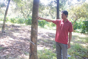 Bình Phước: Điều tra vụ cây trồng bị chặt phá ở Đức Liễu