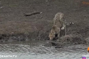 [Clip]: Kinh hoàng cảnh báo săn đang uống nước bị "sát thủ đầm lầy" đoạt mạng trong nháy mắt