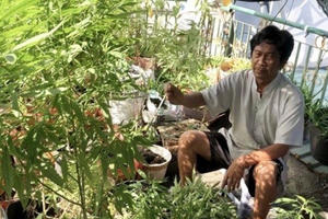 Long An: Phạt 3,5 triệu đồng người đàn ông trồng 110 chậu cần sa