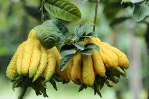 Chiêm ngưỡng vườn phật thủ sai lúc lỉu của ông chủ 9X