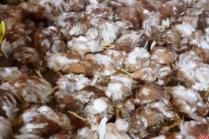 Hà Tĩnh: Gần 1.200 con gà chết tức tưởi sau khi nhóm người lạ đột nhập trang trại?