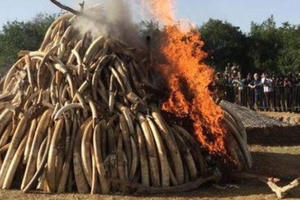 Tiêu hủy 2 tấn ngà voi, 70kg sừng tê giác tại Sóc Sơn, Hà Nội