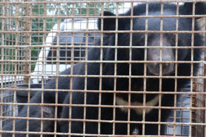 Nuôi gấu nặng gần 200 kg để làm cảnh