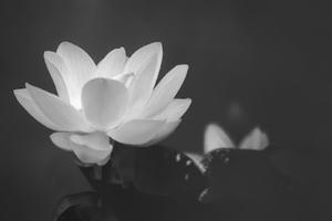 Thượng tá, nhà báo Nghiêm Xuân Luận từ trần