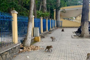 Đề xuất đưa đàn khỉ trong nội ô Tòa Thánh Cao Đài về môi trường tự nhiên