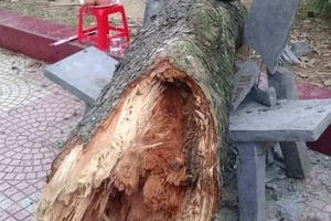 Hải Dương: Cành cây rơi vào người làm Phó hiệu trưởng tử vong tại chỗ