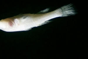 Độc đáo loài cá "bơi ngửa" sống trong các hang động Độc đáo loài cá "bơi ngửa" sống trong các hang động