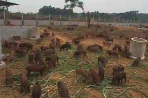 Nhộn nhịp trang trại online đón Tết