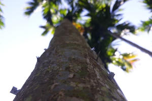 Rùng mình với cách chống trộm cau bằng... dao lam