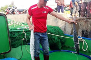 Một tàu ngư dân ở Hà Tĩnh lãi gần 400 triệu vì trúng đậm mẻ cá thu