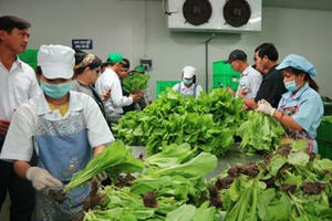 Hà Nội phát hiện hàng loạt mẫu thực phẩm được công nhận là 'sạch' nhưng cực 'bẩn'