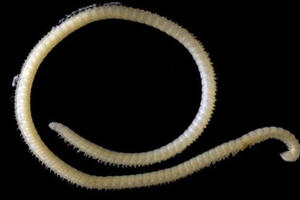 Phát hiện sinh vật có 414 chân và 4 'của quý'