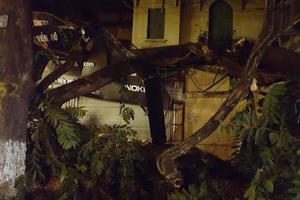 Hà Nội: Cây cổ thụ bất ngờ đổ vào nhà dân ngay trong đêm