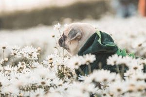 Cộng đồng mạng "điên đảo" với bộ ảnh "cún con" bên cúc họa mi